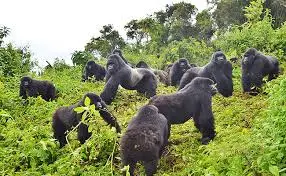 6 days Rwanda Wildlife and Gorilla Safari| Kizza Adventure